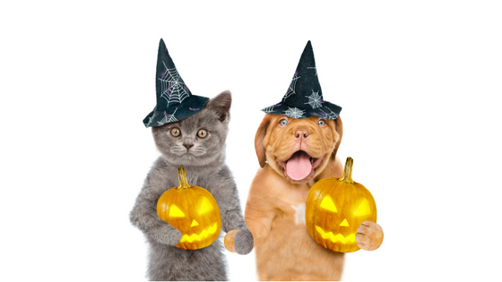 Pet Costumes