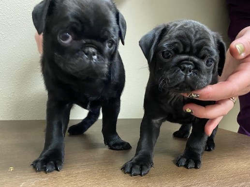 Pug Puppies